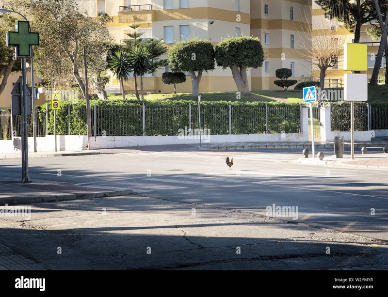 Discover chicken road españa